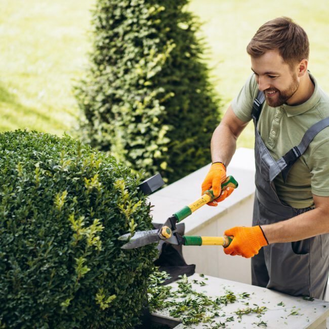 Garden worker trimming trees with scissors in the yard